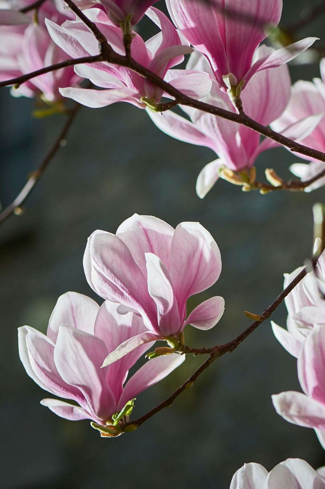 Magnolia glory. Photography by Xavier Wendling.