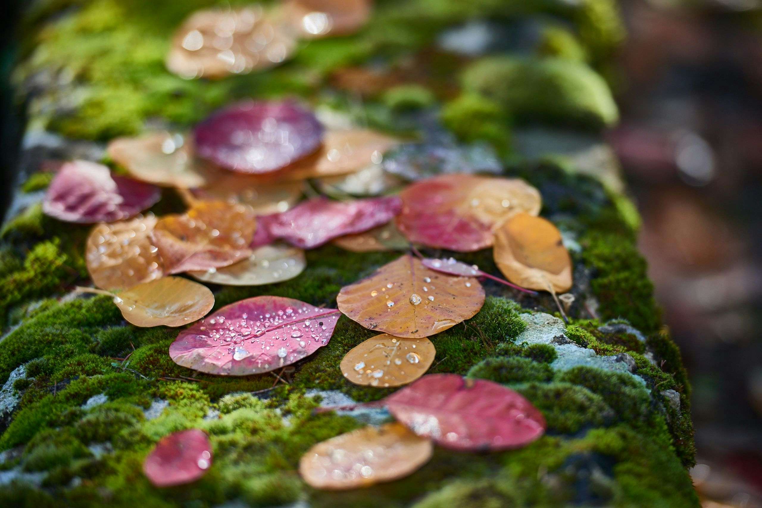 Autumn leaves on a bed of moss after the rain. Photography by Xavier Wendling.