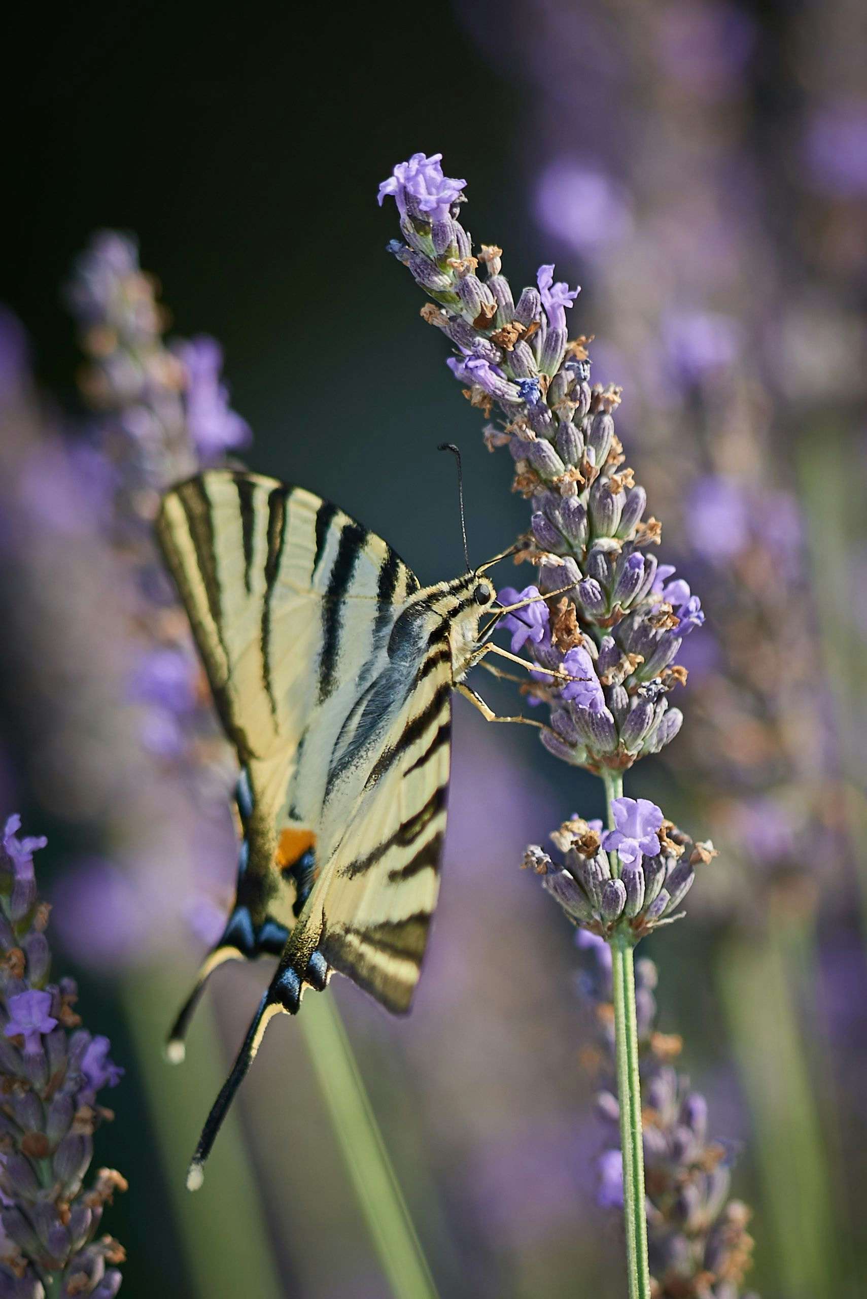 Scarce swallowtail butterfly feeding on lavender. Photography by Xavier Wendling.