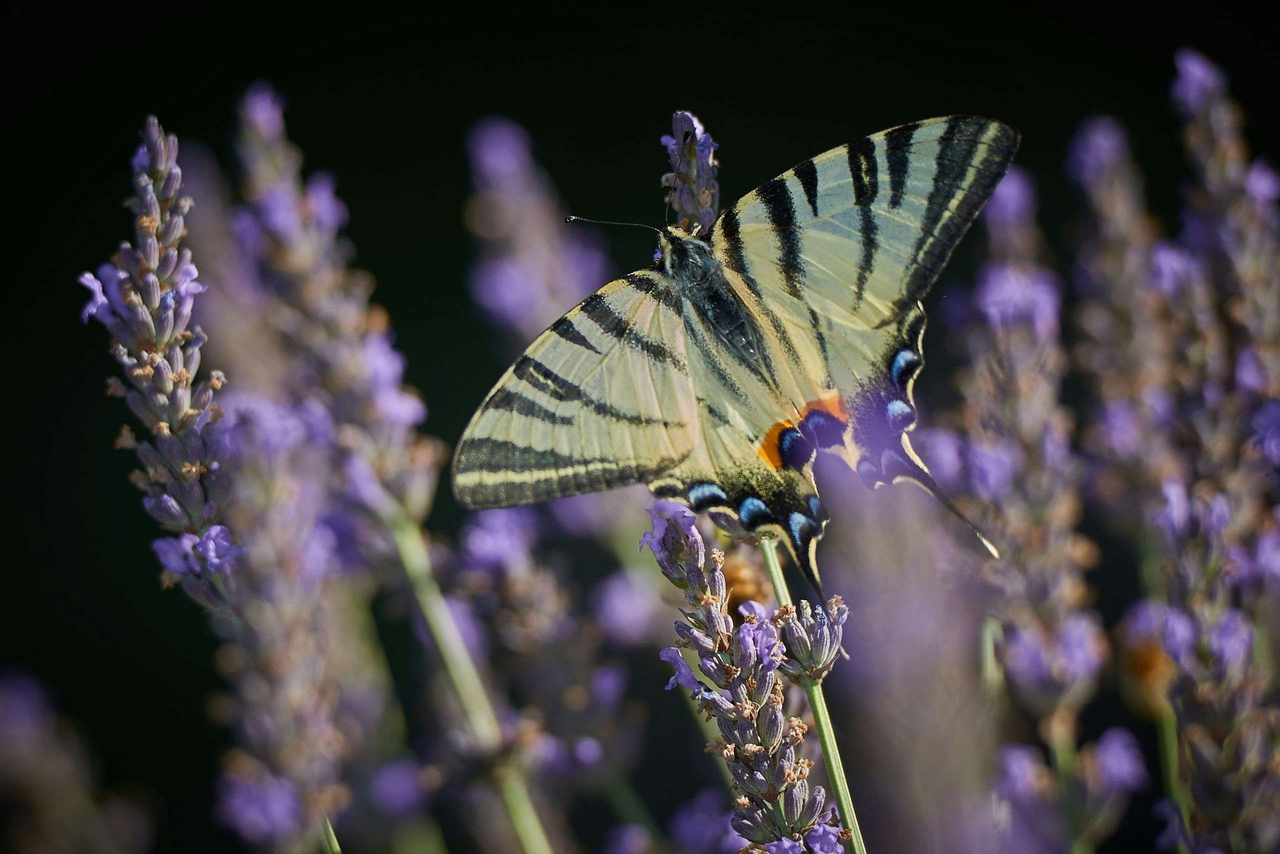 Scarce swallowtail butterfly feeding on lavender. Photography by Xavier Wendling.