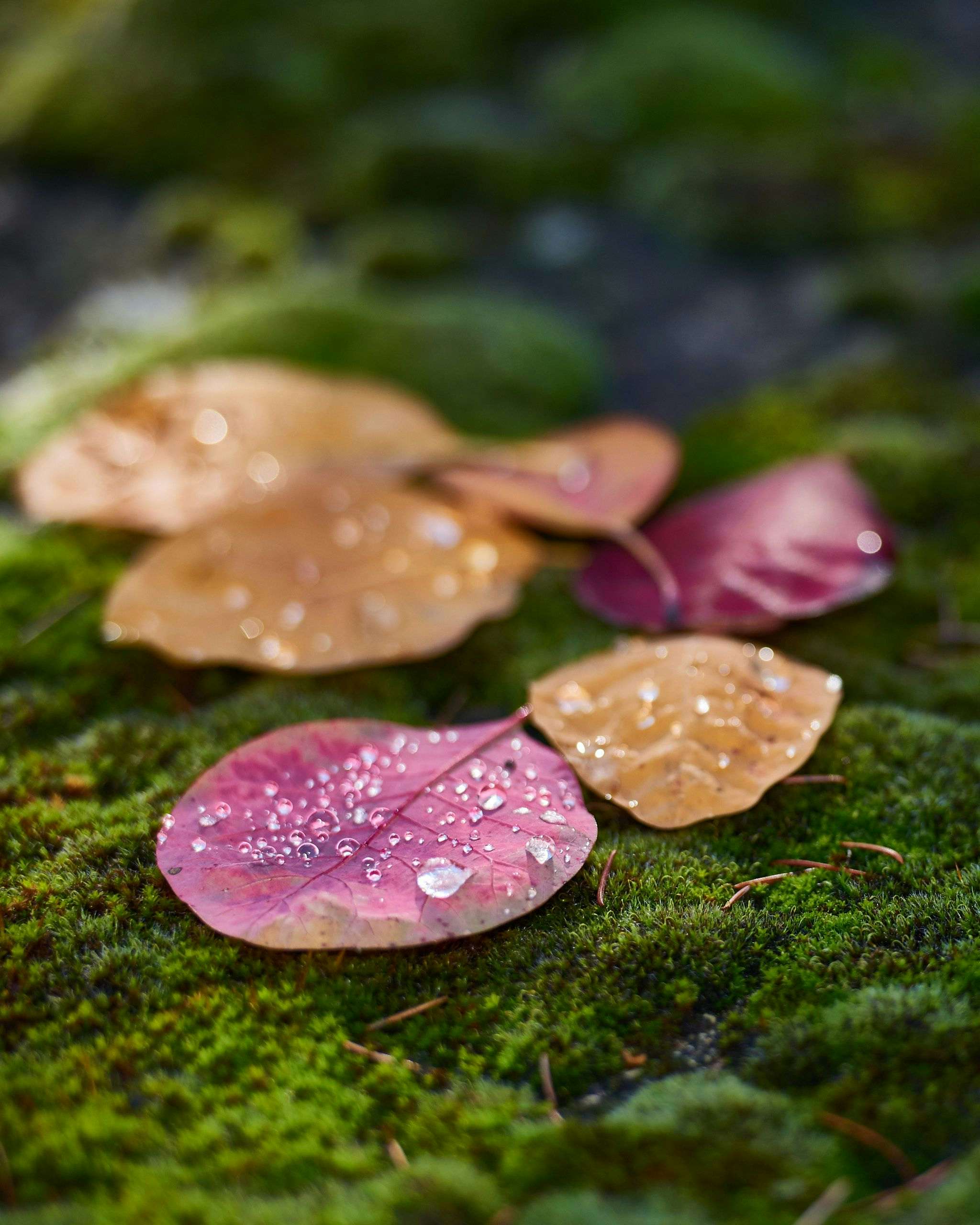Autumn leaves on a bed of moss after the rain. Photography by Xavier Wendling.