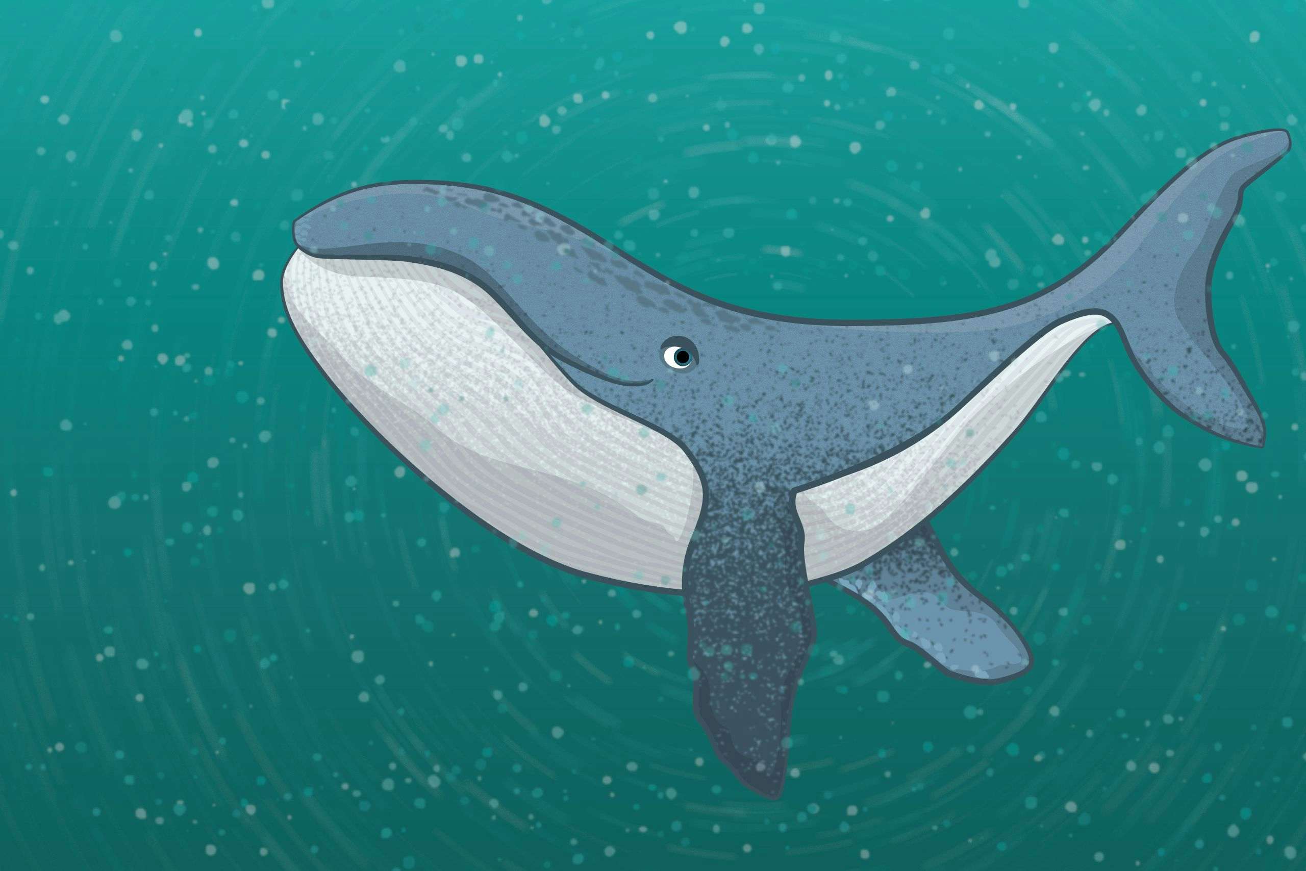Cute whale illustration by Xavier Wendling